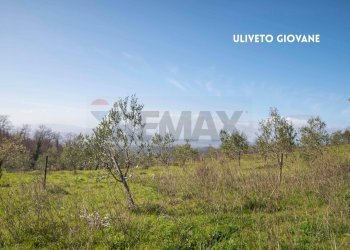 ULIVETO CON VISTA PANORAMICA - Rustico LOC. CASA CINCIGLIANO
 
SNC, Roccastrada - foto 33