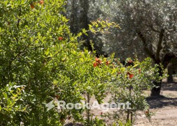 Terreno - Villa Località Zilleria, Gasperina - photo 27