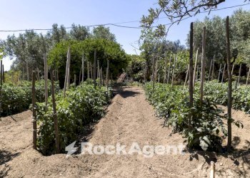 Terreno - Villa Località Zilleria, Gasperina - foto 34