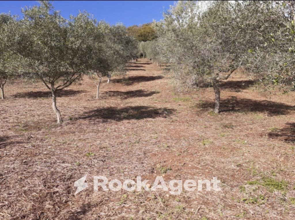 Terreno - Terreno agricolo contrada Mortella, Marcellinara - foto 1