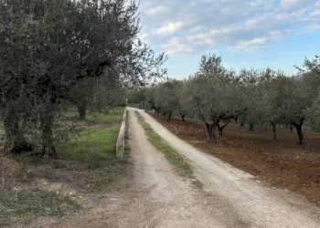 Terreno - Rustic SP 45, Moscufo - photo 6