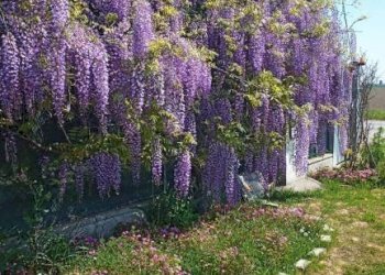 Terreno - Villa San Giovanni in Persiceto - foto 32