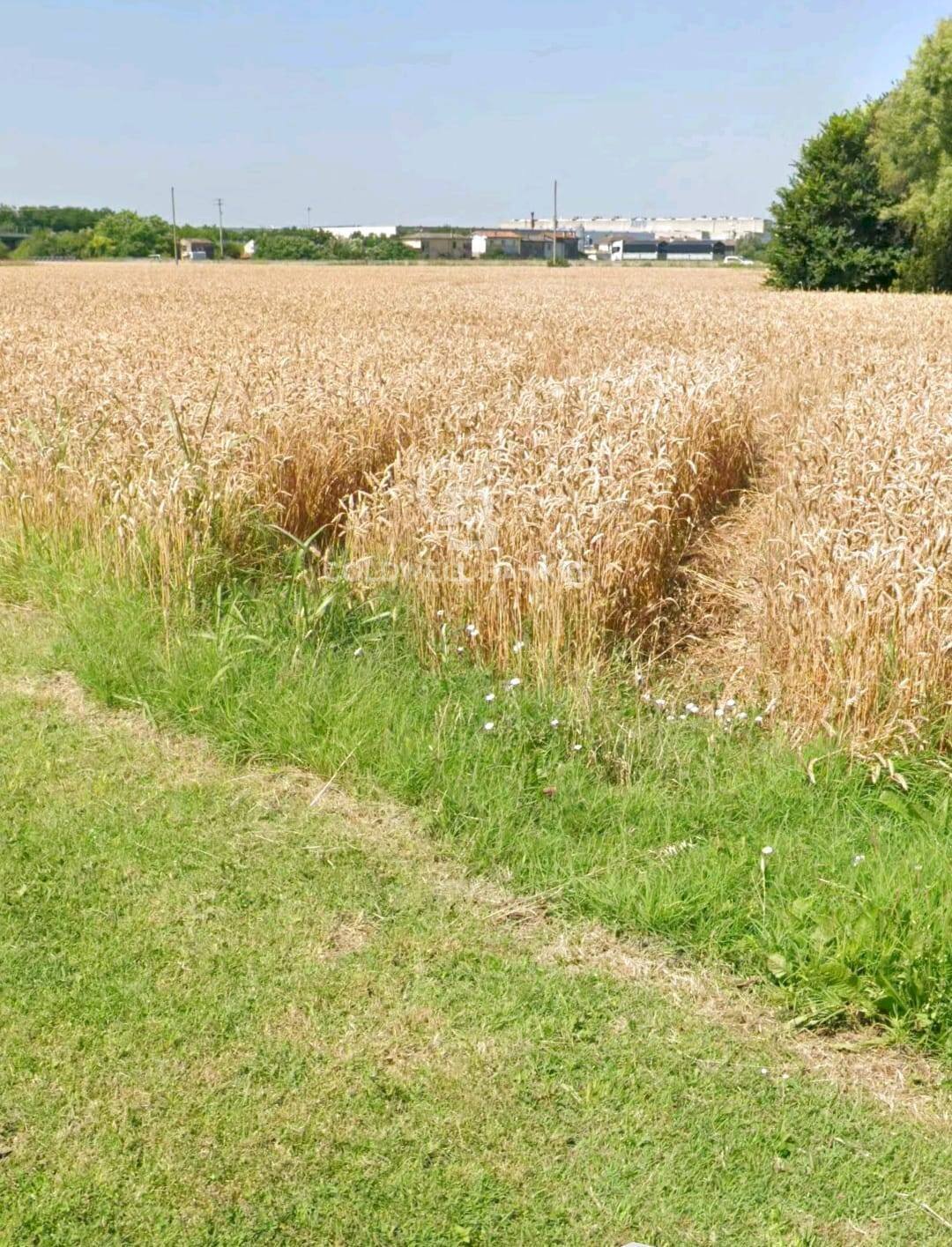 Foto 3 - Terreno edificabile Via Bassa Cimitero
0, Villamarzana - foto 3