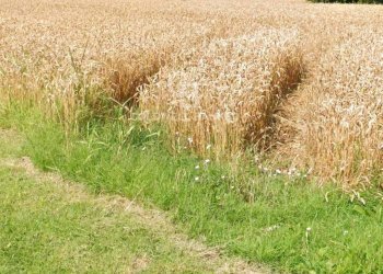 Foto 3 - Terreno edificabile Via Bassa Cimitero
 
0, Villamarzana - foto 3