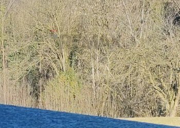 Dettagli - Villa a Schiera via grangia
 
24, Villanova d'Asti - foto 69