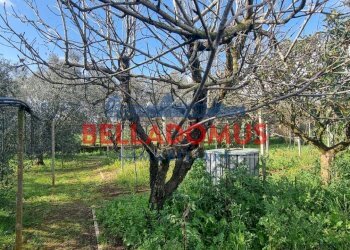 Foto 9 - Agricultural land Via della Maggiona
 
snc, Pomezia - photo 9