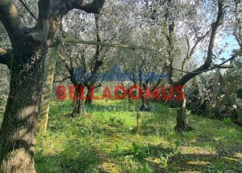 Foto 10 - Agricultural land Via della Maggiona
 
snc, Pomezia - photo 10