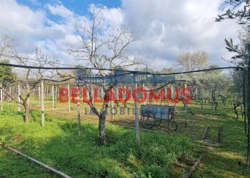 Foto 11 - Agricultural land Via della Maggiona
 
snc, Pomezia - photo 11