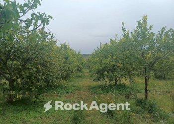 Terreno - Villa Bommiscuro SNC, Noto - foto 17