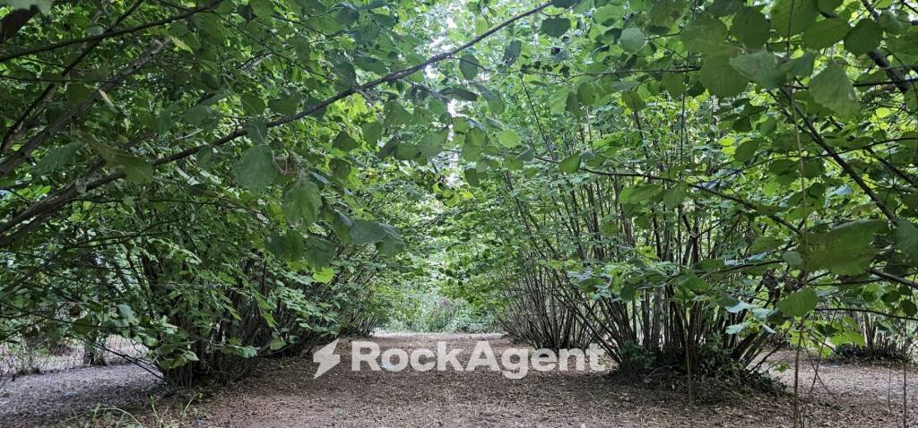 Terreno - Terreno agricolo SP26, 68, Vignanello - foto 3