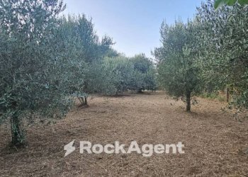 Terreno - Terreno agricolo SP26, 68, Vignanello - foto 4