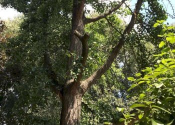 giardino - Monolocale via Martignone, Valsamoggia - foto 11