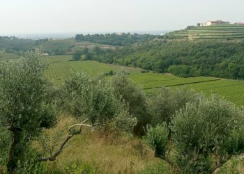 Foto 4 - Terreno agricolo Via Ca' Nove Ronchi, Verona - foto 4