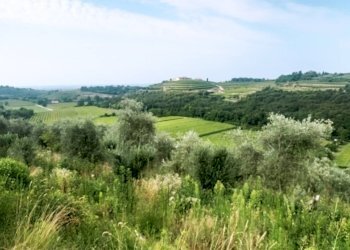 Foto 7 - Terreno agricolo Via Ca' Nove Ronchi, Verona - foto 7