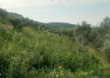 Foto 8 - Terreno agricolo Via Ca' Nove Ronchi, Verona - foto 8