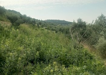 Foto 9 - Terreno agricolo Via Ca' Nove Ronchi, Verona - foto 9