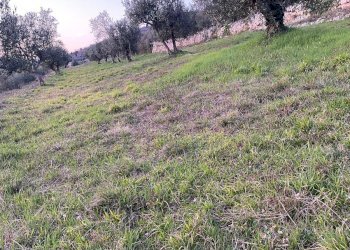 Foto 16 - Terreno agricolo Via Ca' Nove Ronchi, Verona - foto 16