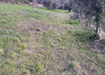 Foto 17 - Terreno agricolo Via Ca' Nove Ronchi, Verona - foto 17