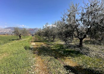 Giardino - Rustico Roccasecca - foto 21