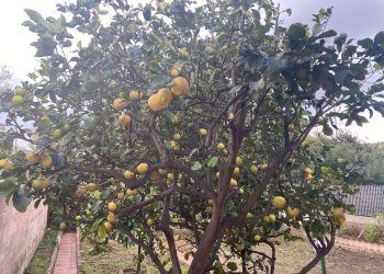 Foto 6 - Villa a Schiera via Pedro Cabral
 
7, Valledoria - foto 6