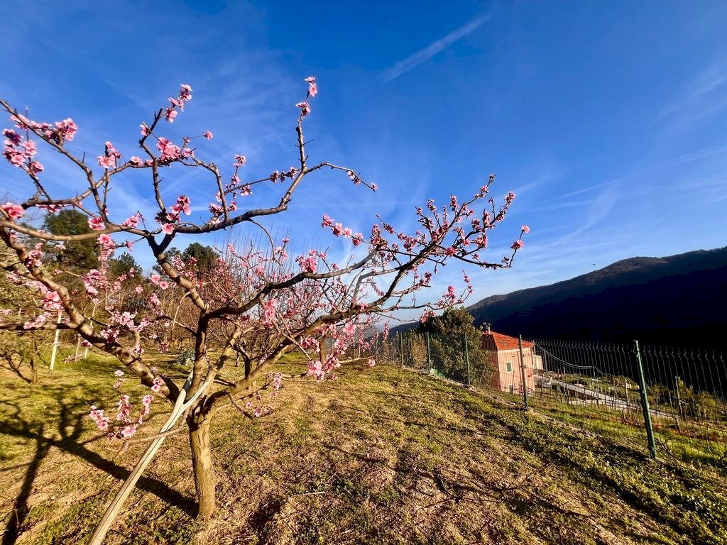 Terreno agricolo Via madonna della neve, Rialto - foto 2