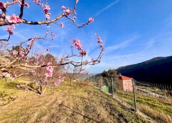 Terreno agricolo Via madonna della neve, Rialto - foto 1
