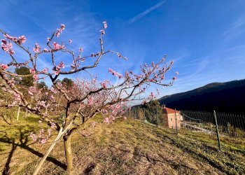Terreno agricolo Via madonna della neve, Rialto - foto 2
