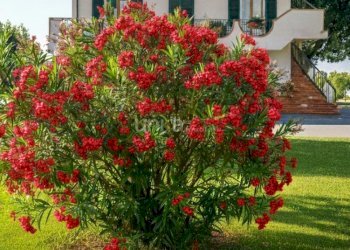 1000143109.jpg - Casa indipendente Via Ponte Pio snc, Jesi - foto 3