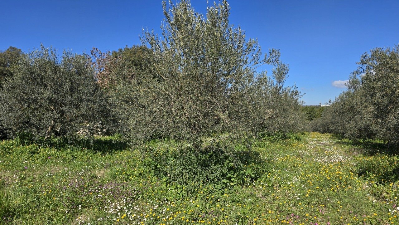 20260226_111944.jpg - Terreno agricolo contrada Santa Lucia di Mendola, Noto - foto 2
