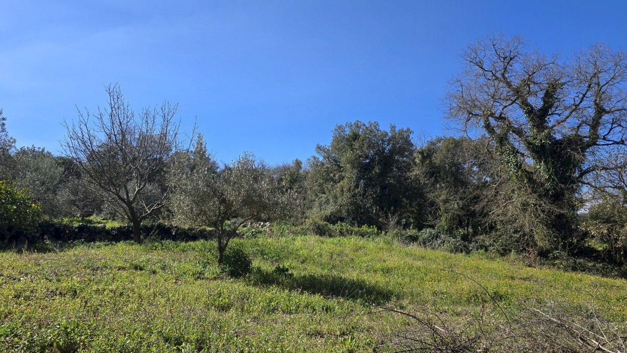 20260226_110942.jpg - Terreno agricolo contrada Santa Lucia di Mendola, Noto - foto 3