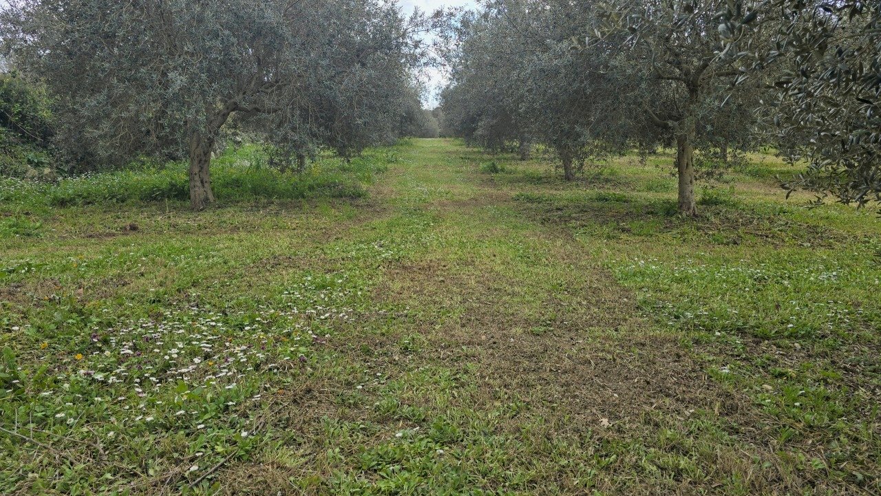 20260312_115621.jpg - Terreno agricolo contrada Santa Lucia di Mendola, Palazzolo Acreide - foto 3