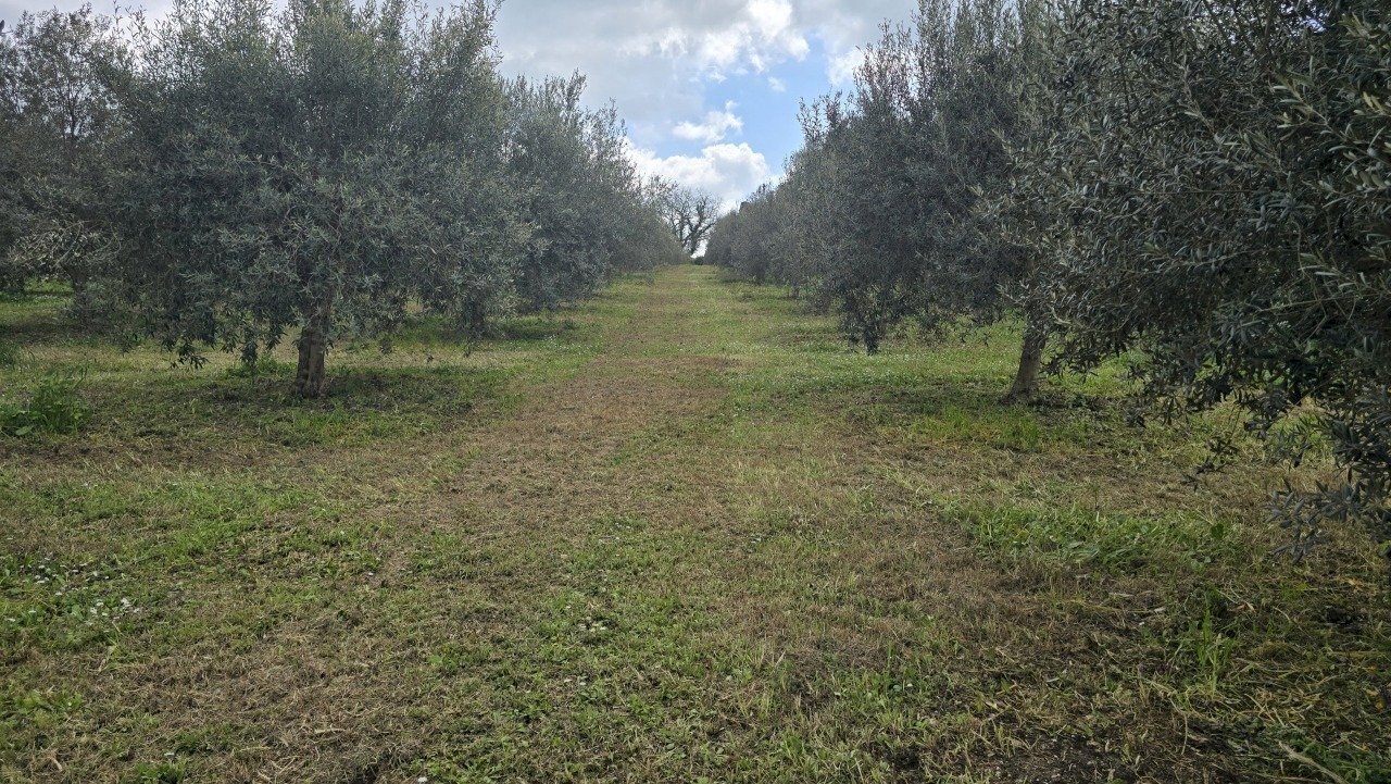 20260312_115642.jpg - Terreno agricolo contrada Santa Lucia di Mendola, Palazzolo Acreide - foto 1