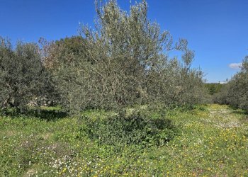 20260226_111944.jpg - Terreno agricolo contrada Santa Lucia di Mendola, Noto - foto 2