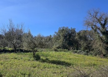 20260226_110942.jpg - Terreno agricolo contrada Santa Lucia di Mendola, Noto - foto 3