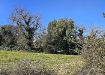 20260226_110941.jpg - Terreno agricolo contrada Santa Lucia di Mendola, Noto - foto 4