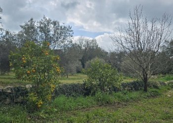 20260312_115555.jpg - Terreno agricolo contrada Santa Lucia di Mendola, Noto - foto 5