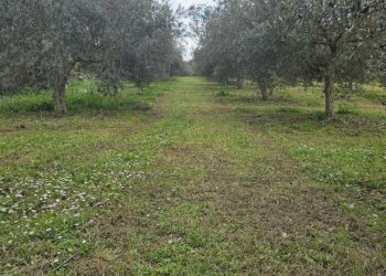 20260312_115621.jpg - Terreno agricolo contrada Santa Lucia di Mendola, Noto - foto 6