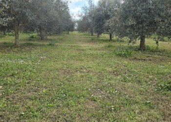 20260312_115631.jpg - Terreno agricolo contrada Santa Lucia di Mendola, Noto - foto 8