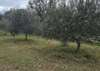 20260312_115637.jpg - Terreno agricolo contrada Santa Lucia di Mendola, Noto - foto 9