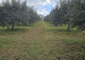 20260312_115642.jpg - Terreno agricolo contrada Santa Lucia di Mendola, Noto - foto 10