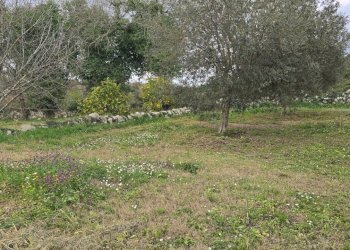 20260312_115648.jpg - Terreno agricolo contrada Santa Lucia di Mendola, Noto - foto 11