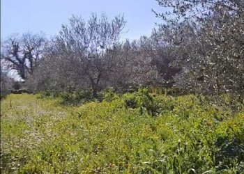 3.jpg - Terreno agricolo contrada Santa Lucia di Mendola, Noto - foto 12