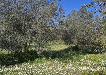 20260226_111121.jpg - Terreno agricolo contrada Santa Lucia di Mendola, Noto - foto 13