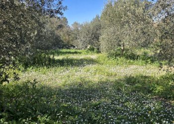 20260226_111139.jpg - Terreno agricolo contrada Santa Lucia di Mendola, Noto - foto 14
