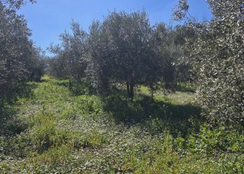 20260226_111148.jpg - Terreno agricolo contrada Santa Lucia di Mendola, Noto - foto 15