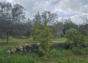 20260312_115554.jpg - Terreno agricolo contrada Santa Lucia di Mendola, Noto - foto 16