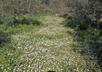 20260226_111157.jpg - Terreno agricolo contrada Santa Lucia di Mendola, Noto - foto 18
