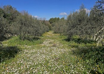 20260226_111524.jpg - Terreno agricolo contrada Santa Lucia di Mendola, Noto - foto 19