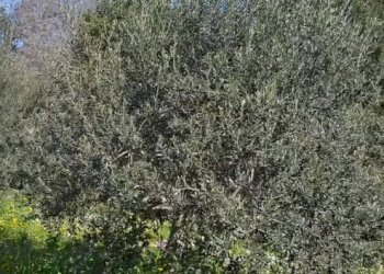 1.jpg - Terreno agricolo contrada Santa Lucia di Mendola, Noto - foto 20