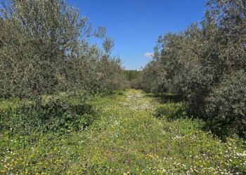 20260226_111942.jpg - Terreno agricolo contrada Santa Lucia di Mendola, Noto - foto 21